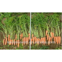 CA05 Hongyang mi-précoce maturité f1 hybride graines de carottes de qualité pour la plantation